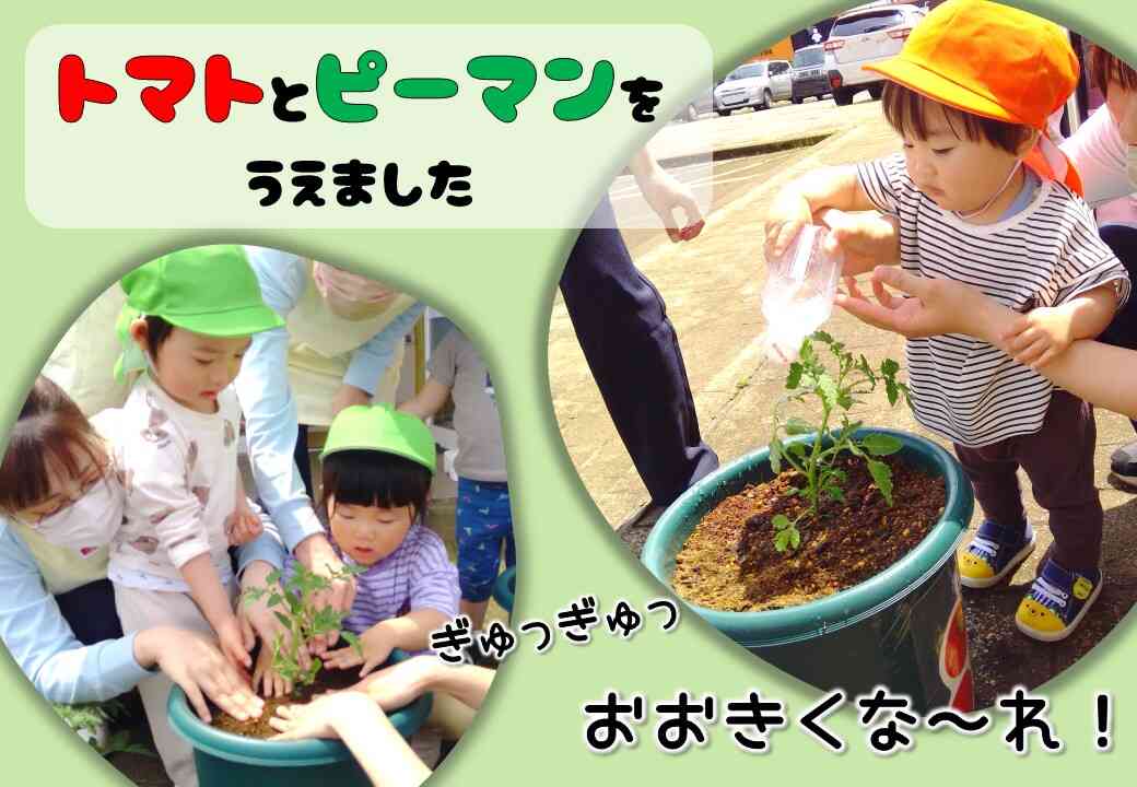 食育活動ではトマトとピーマンを植えました♪水やりをしながら、「お花がさいたね」と嬉しそうにしています♪