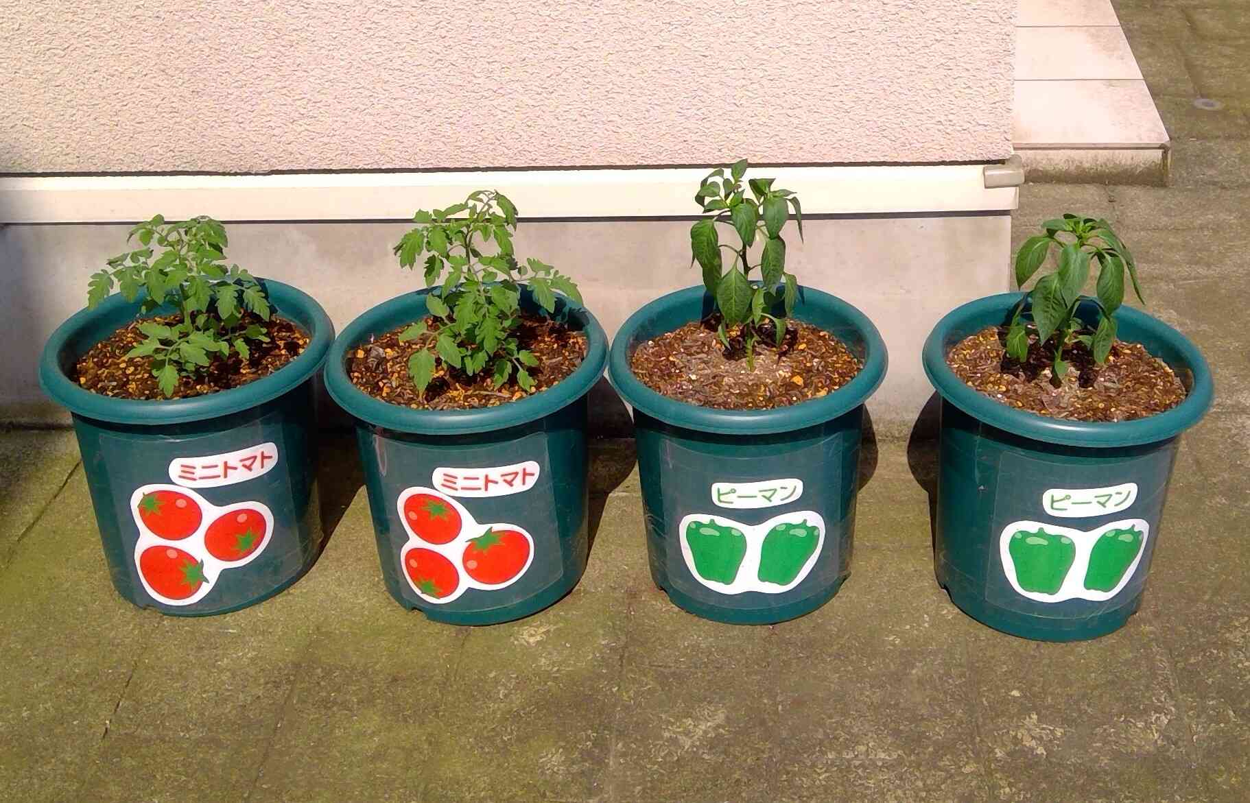 2025のお野菜、登場！