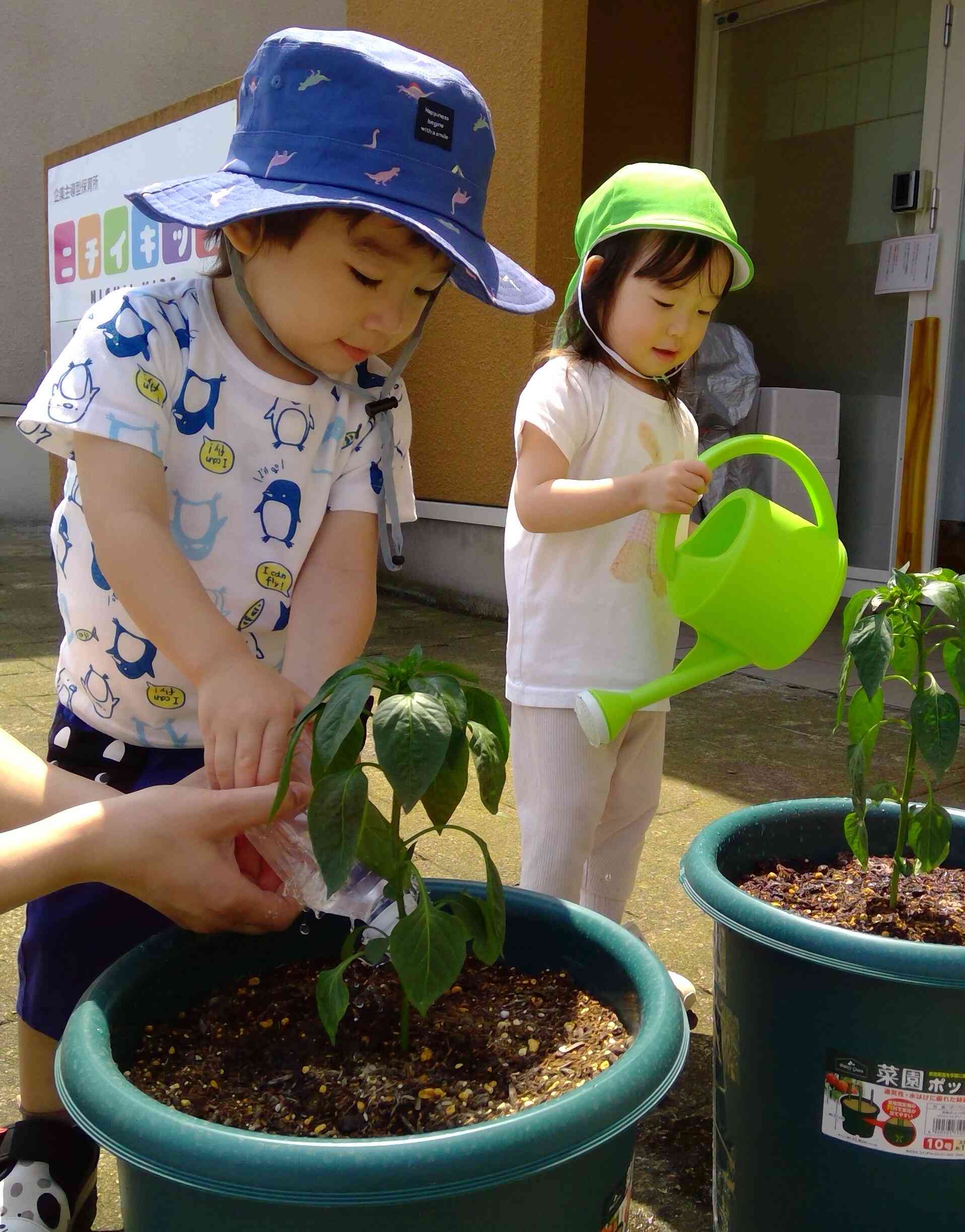 外は暑いよね、お水をどうぞ！みんなでたくさん水やりのお手伝いです！