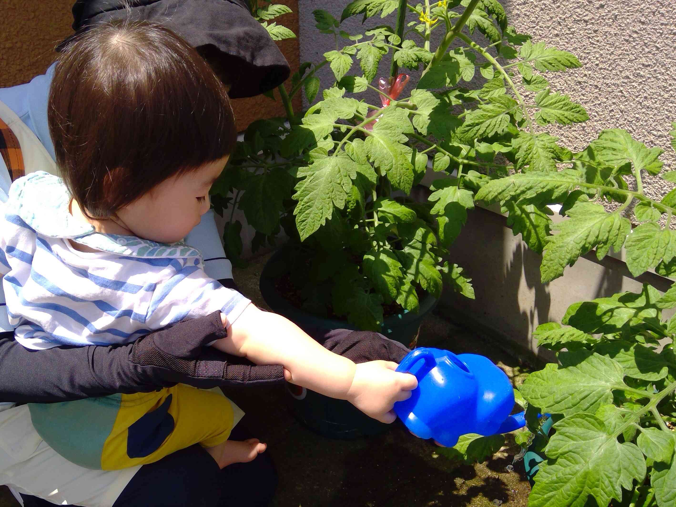 水やり出来たよ！