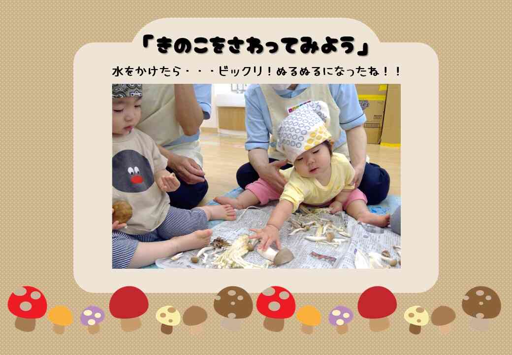 食育ではいろいろなきのこを見てさわって楽しみました♪