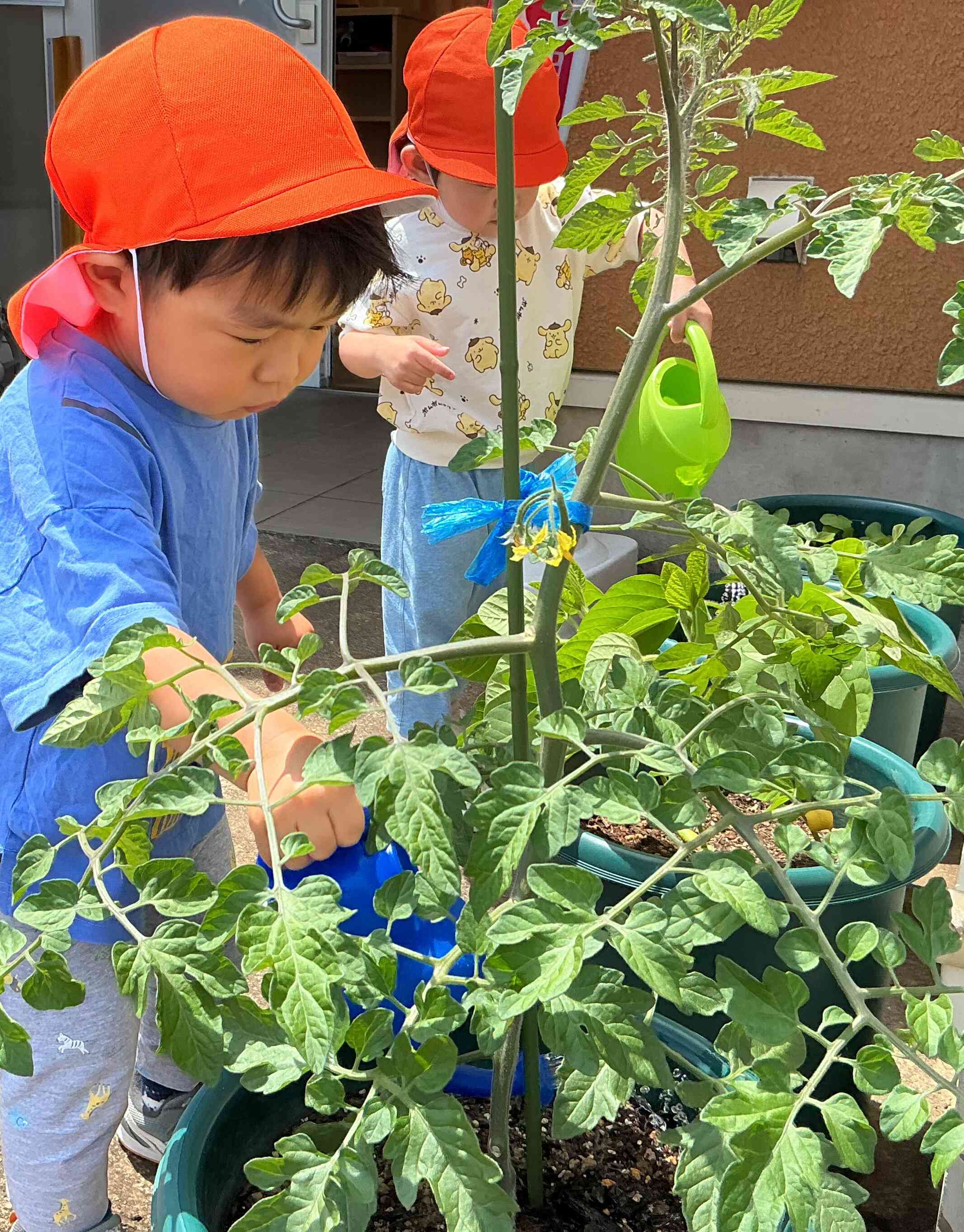 野菜の水やりたのしいな♪