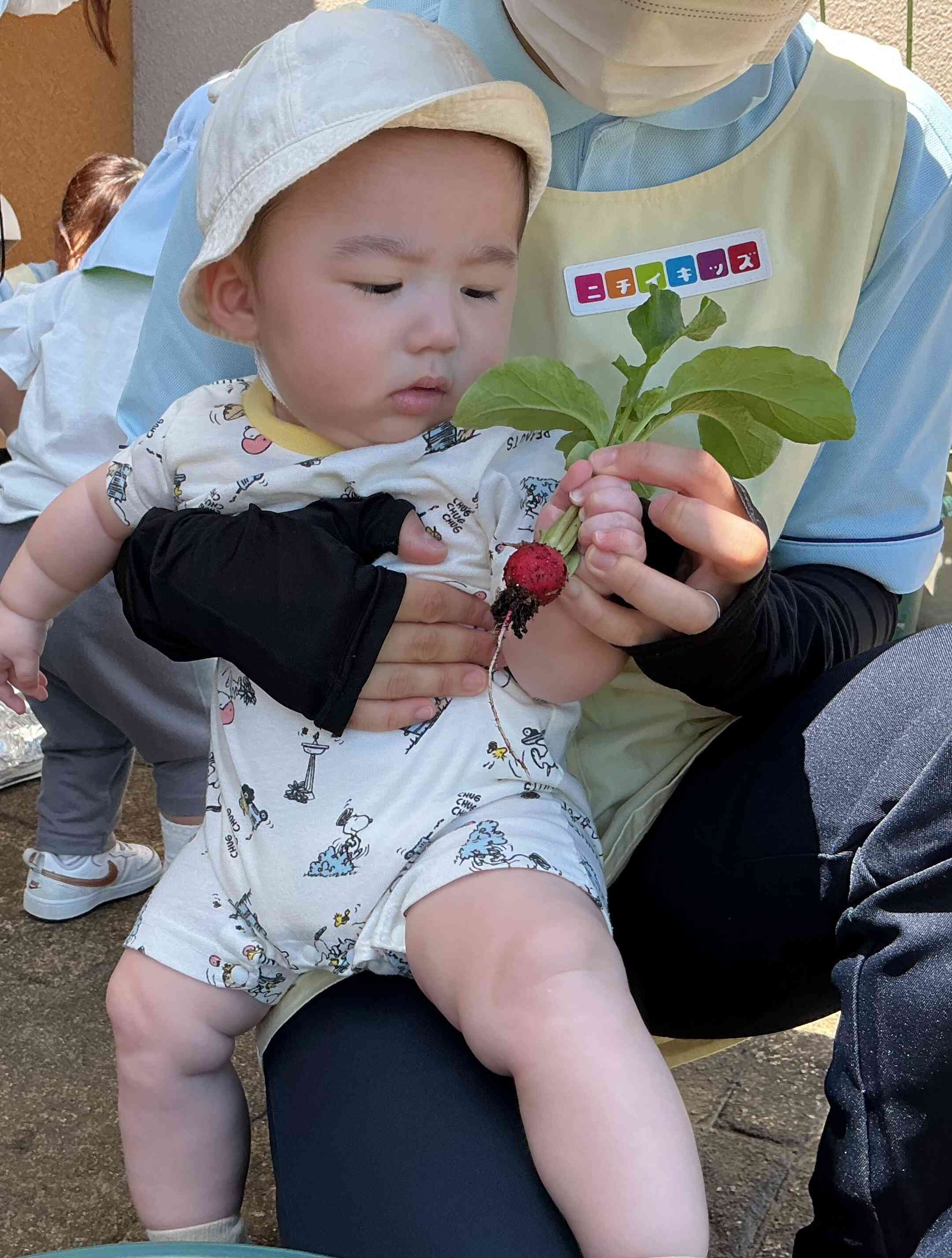 大きい二十日大根が採れたよ!