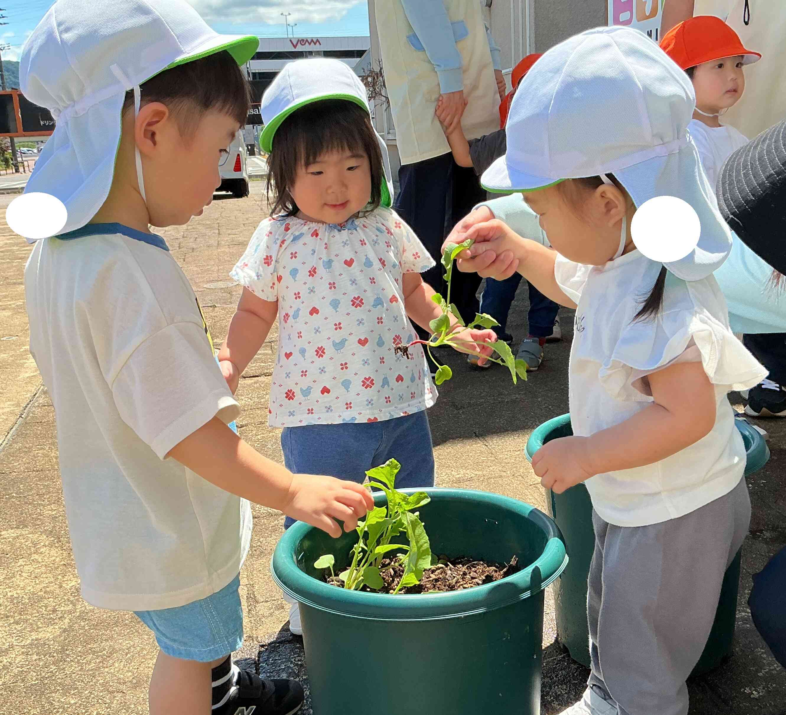 野菜を収穫しよう！