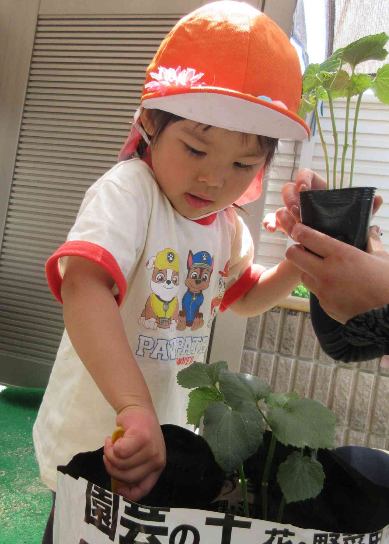 そーっと！みんなで植えたよ！