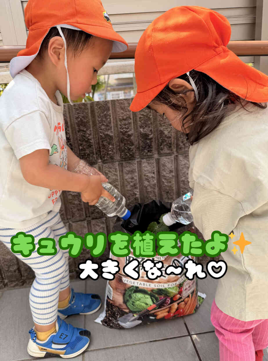 うさぎぐみさんのきゅうり、大事に育てています♪