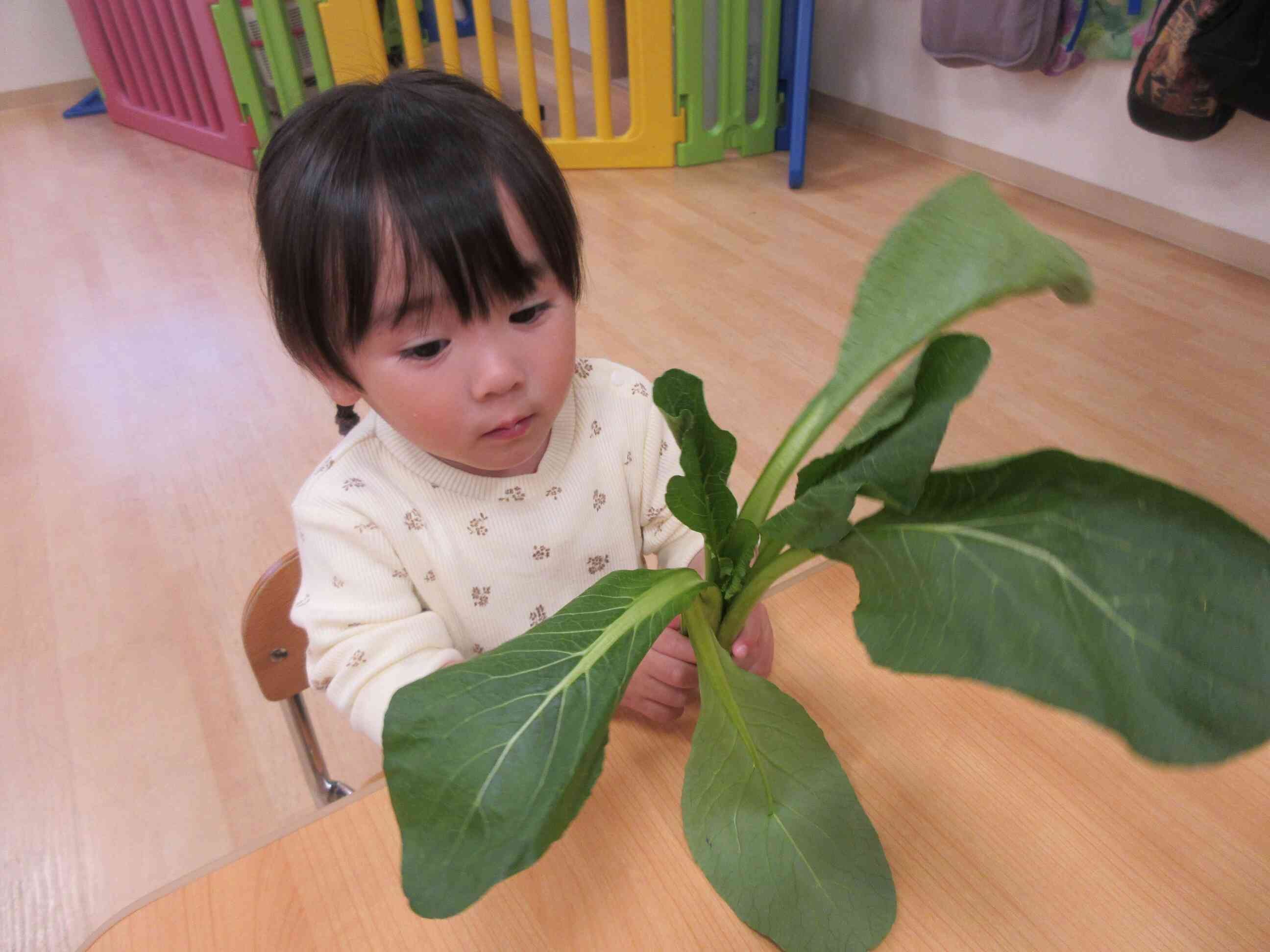 小松菜大きいな～！