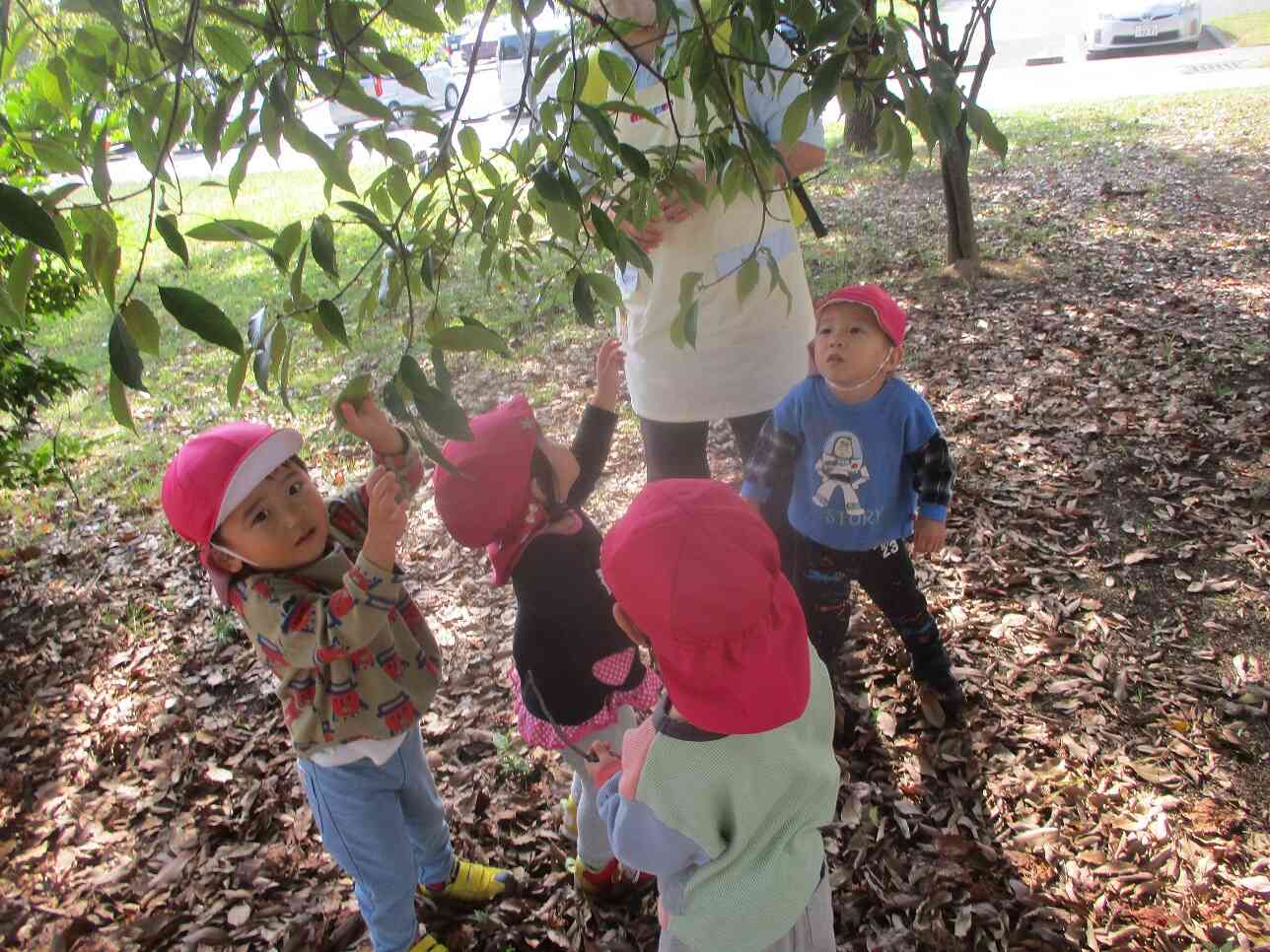 はっぱとどいたよ～！