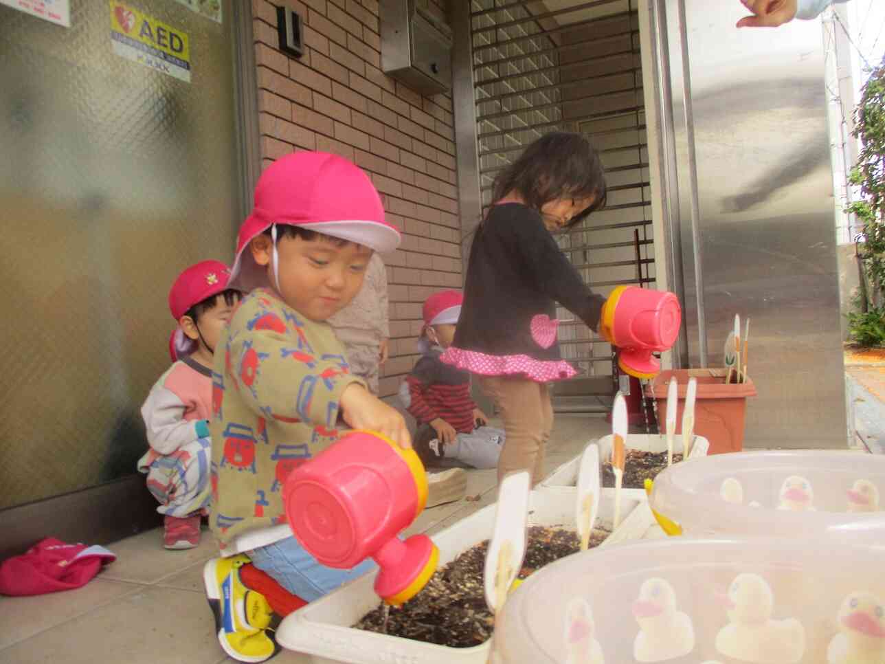 チューリップに水やりをしました～