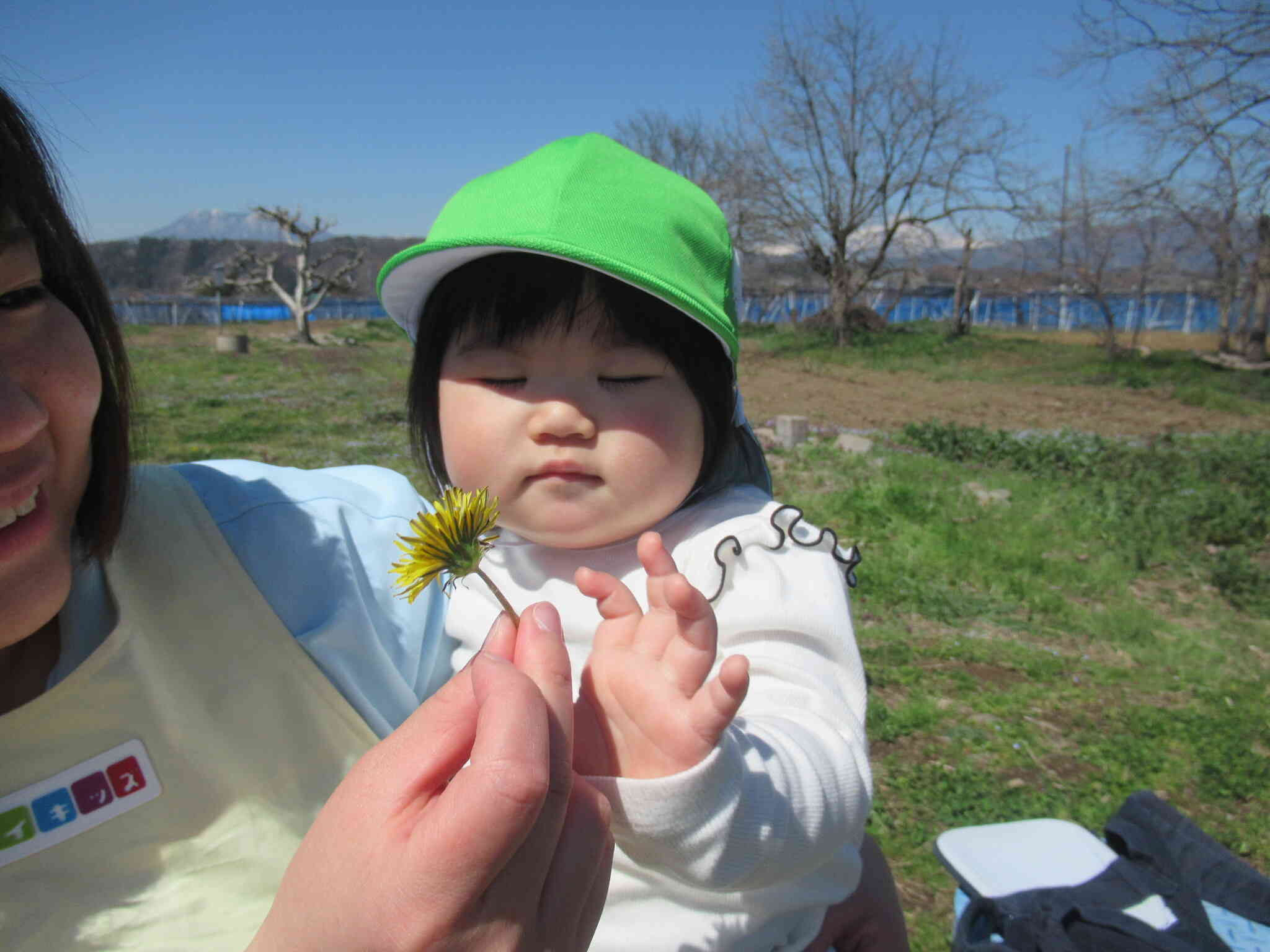 タンポポも咲いていたよ♪