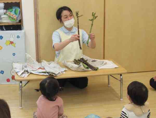 4月の食育活動「山菜にふれてみよう」