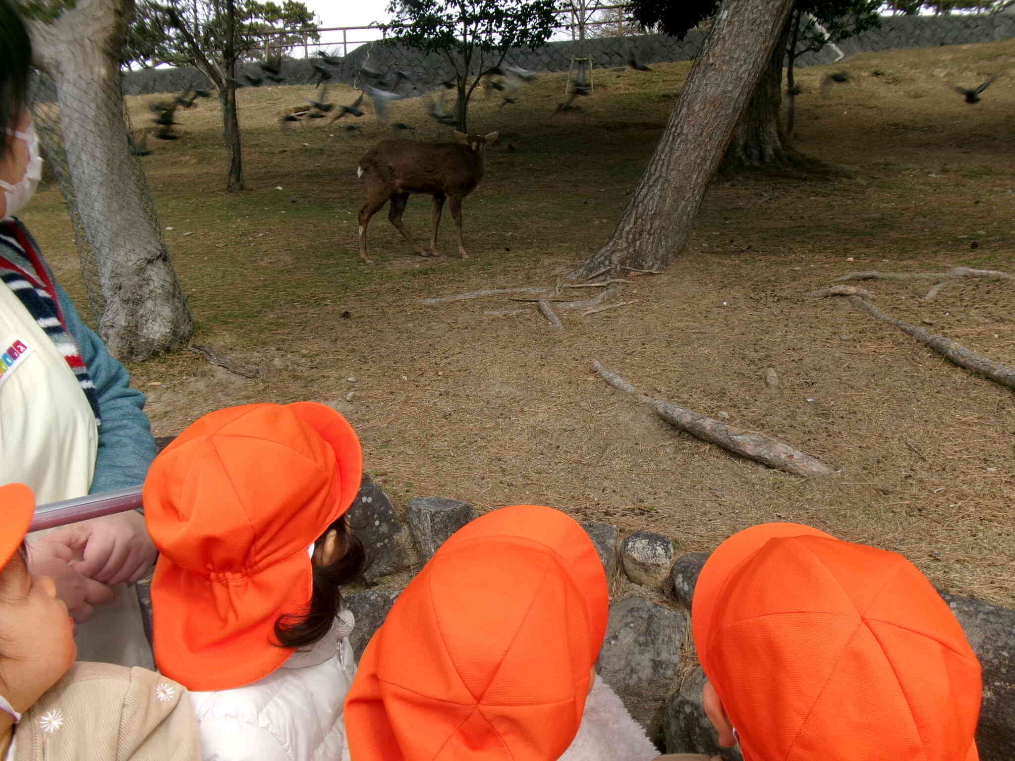 お散歩の様子～鹿さんに会いに行こう！～
