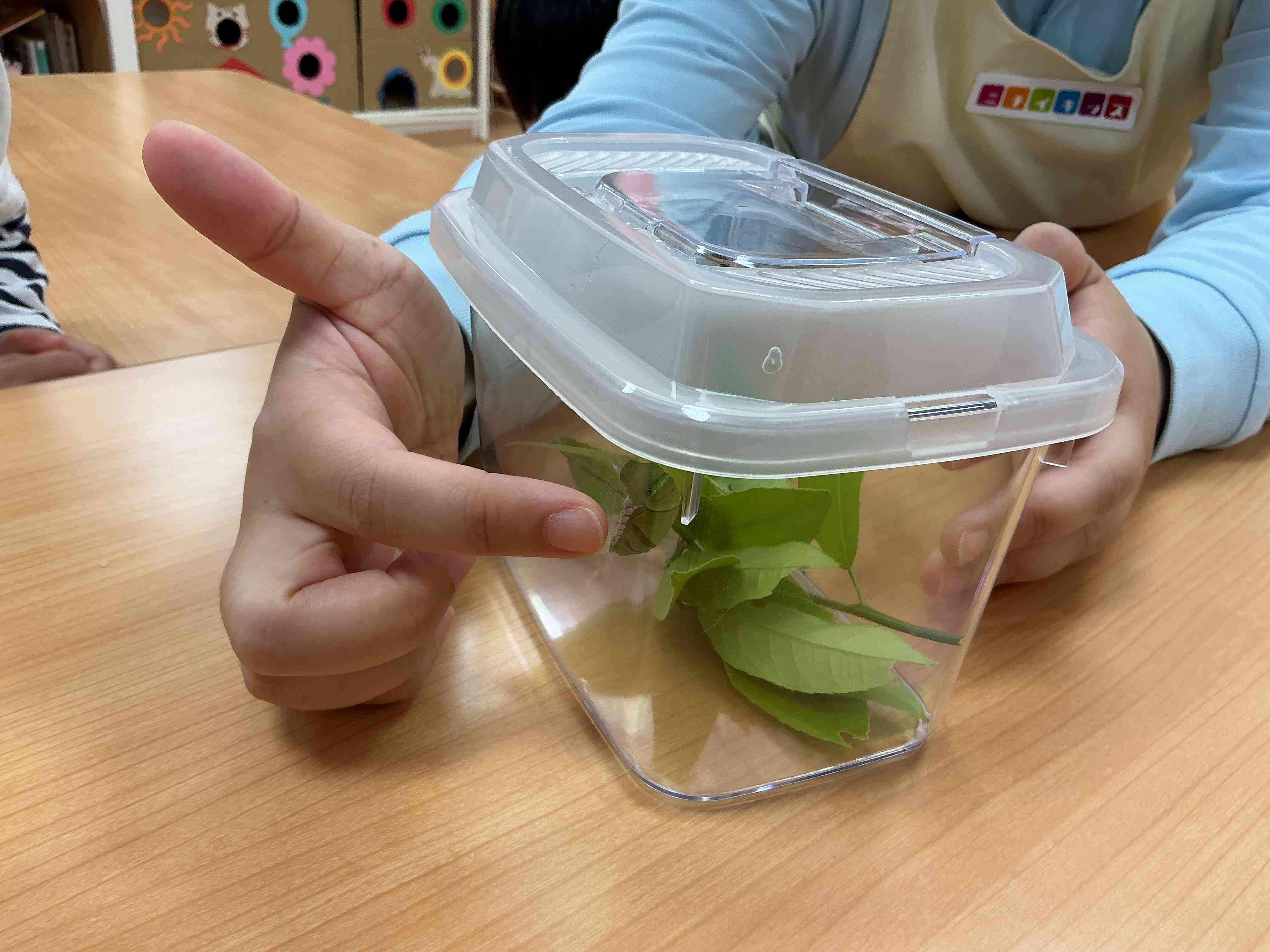 アゲハ蝶の飼育を始めました！