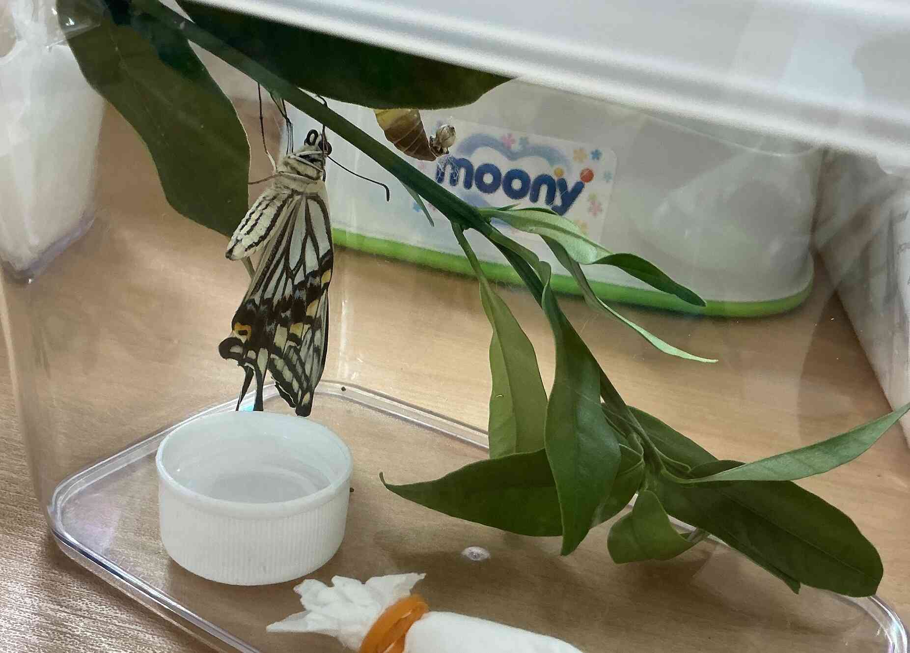 観察日記③