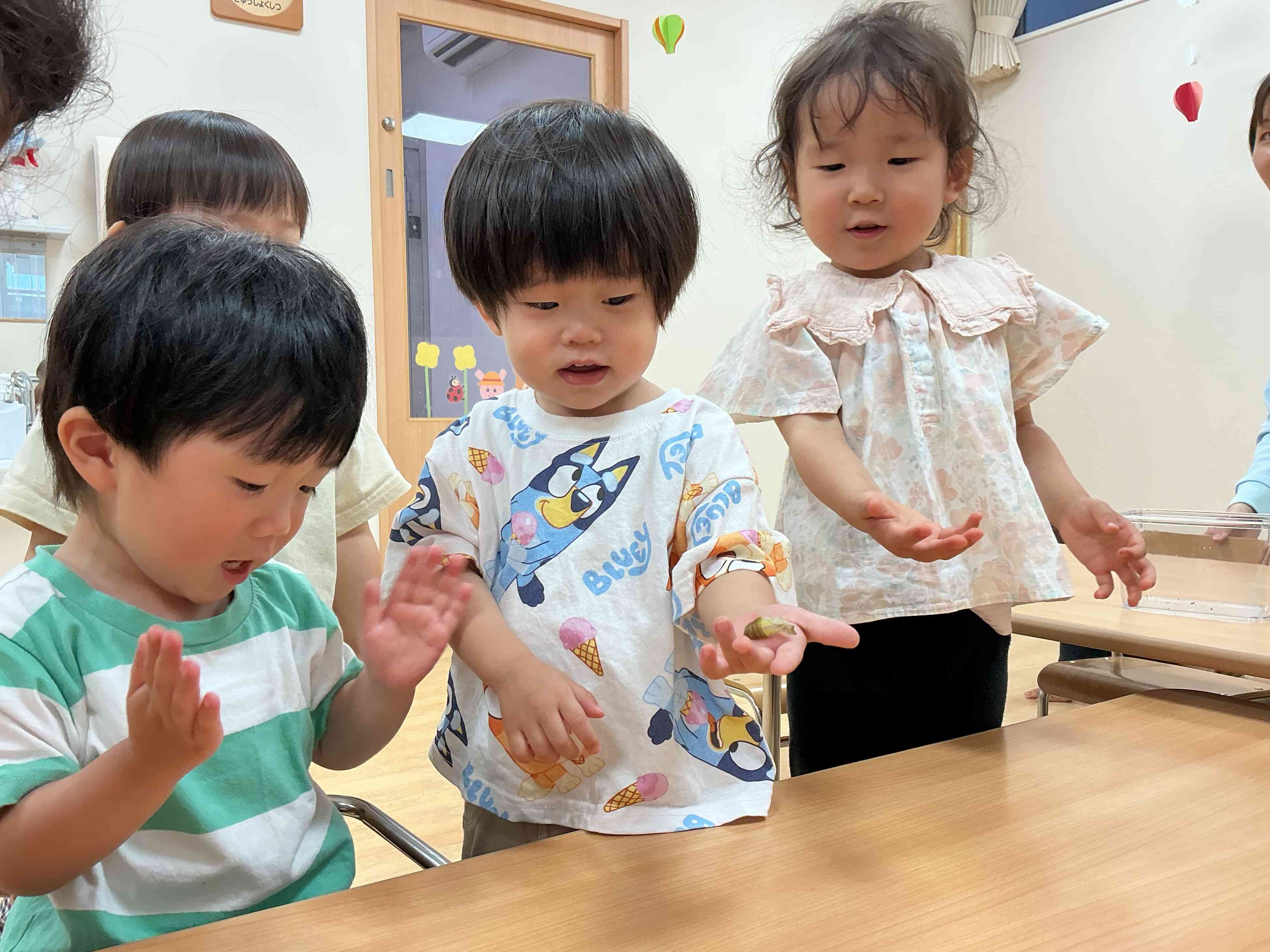 サナギの抜け殻を観察してみよう！