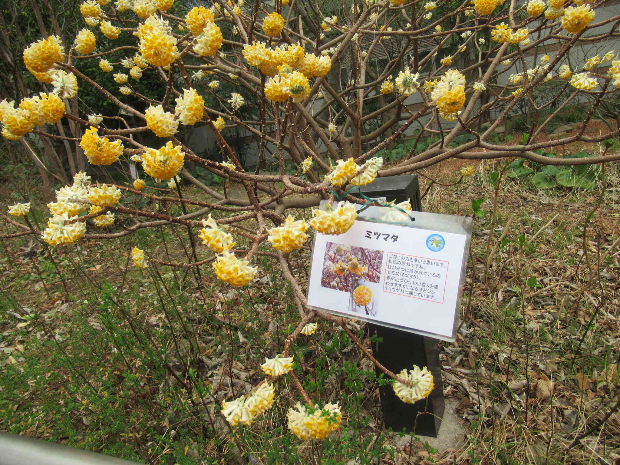 正解は、和紙の原料にもなるミツマタでした！！