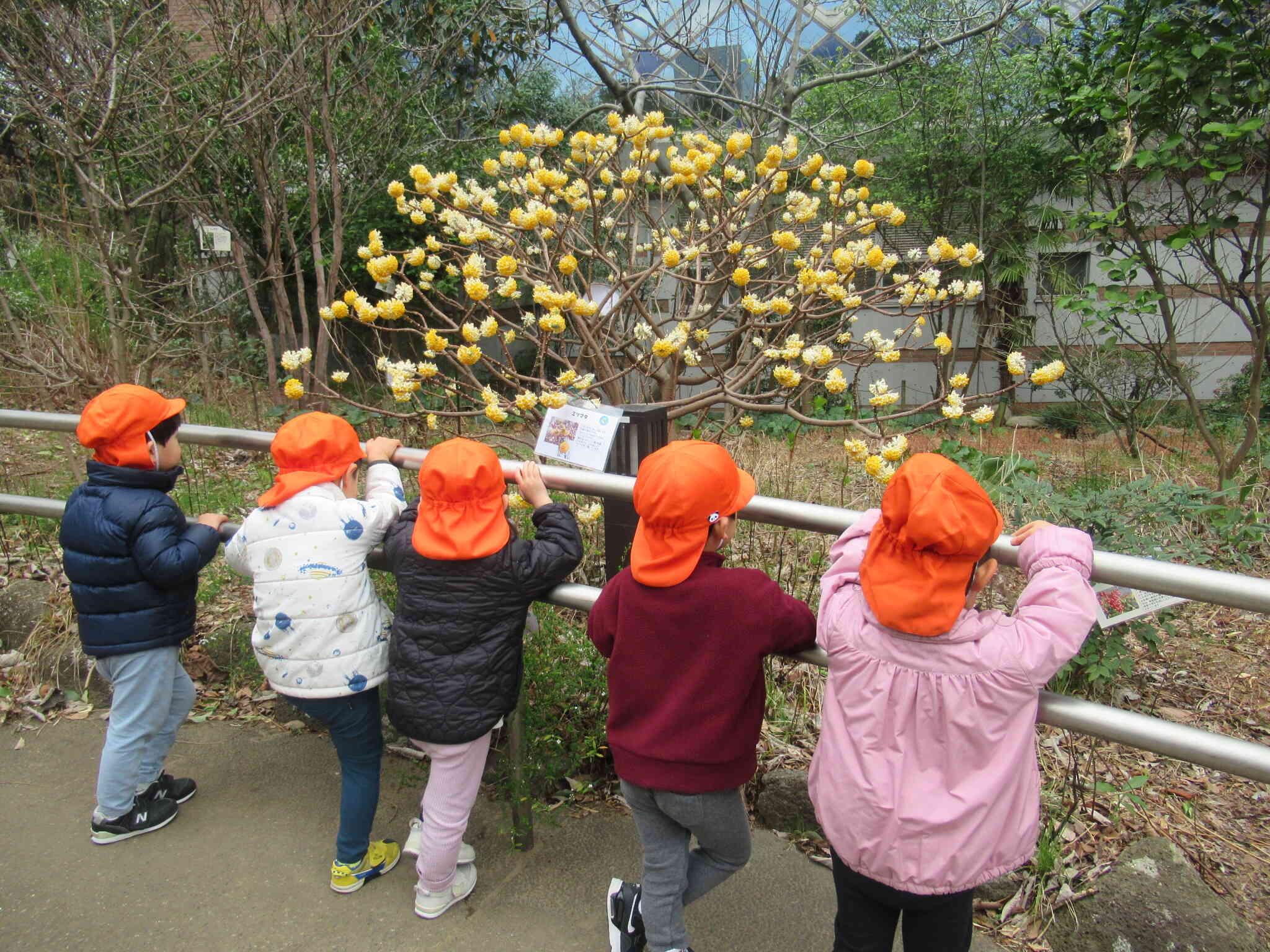 黄色いお花が・・・