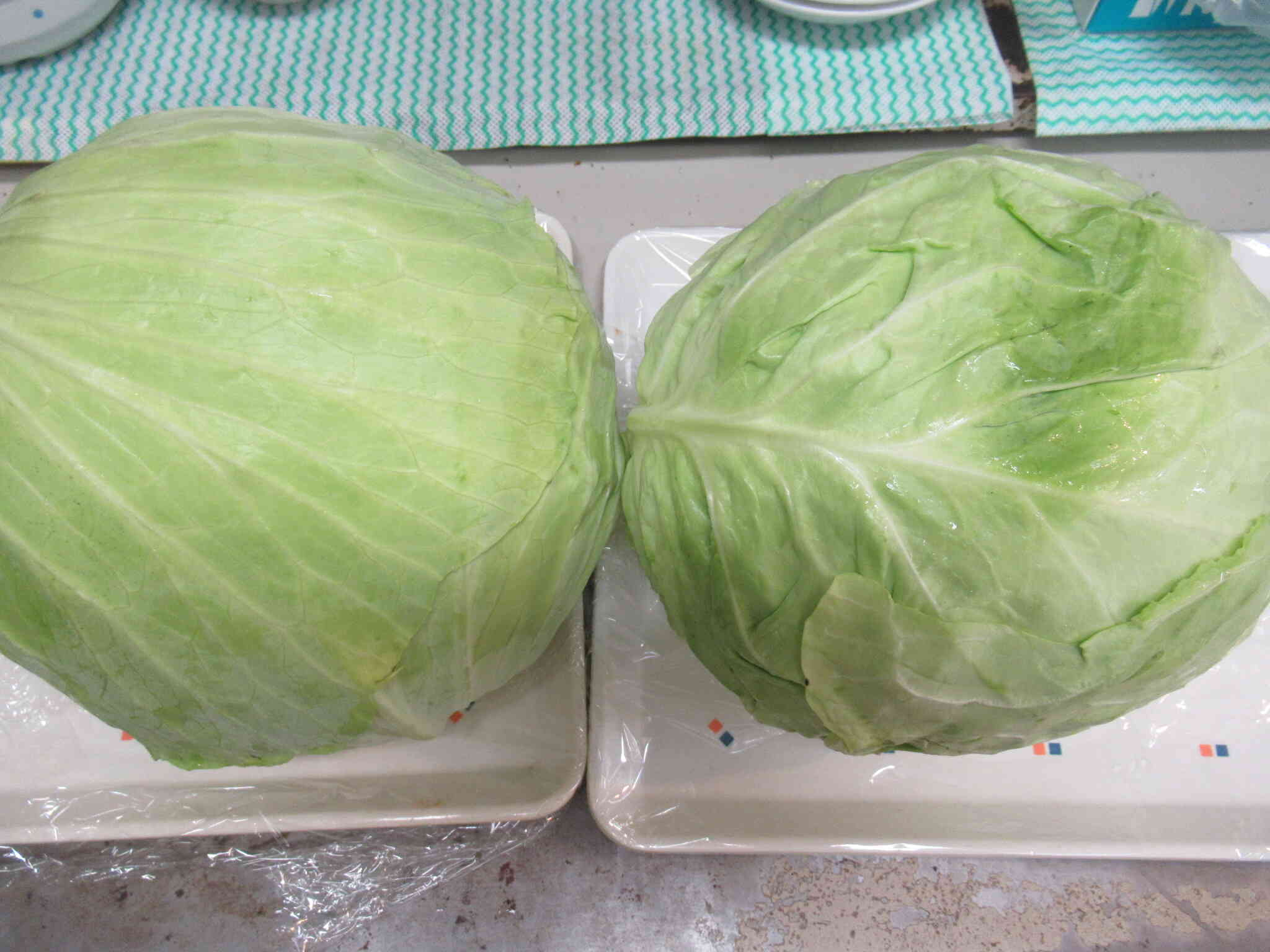 きゃべつちぎり（食育活動）