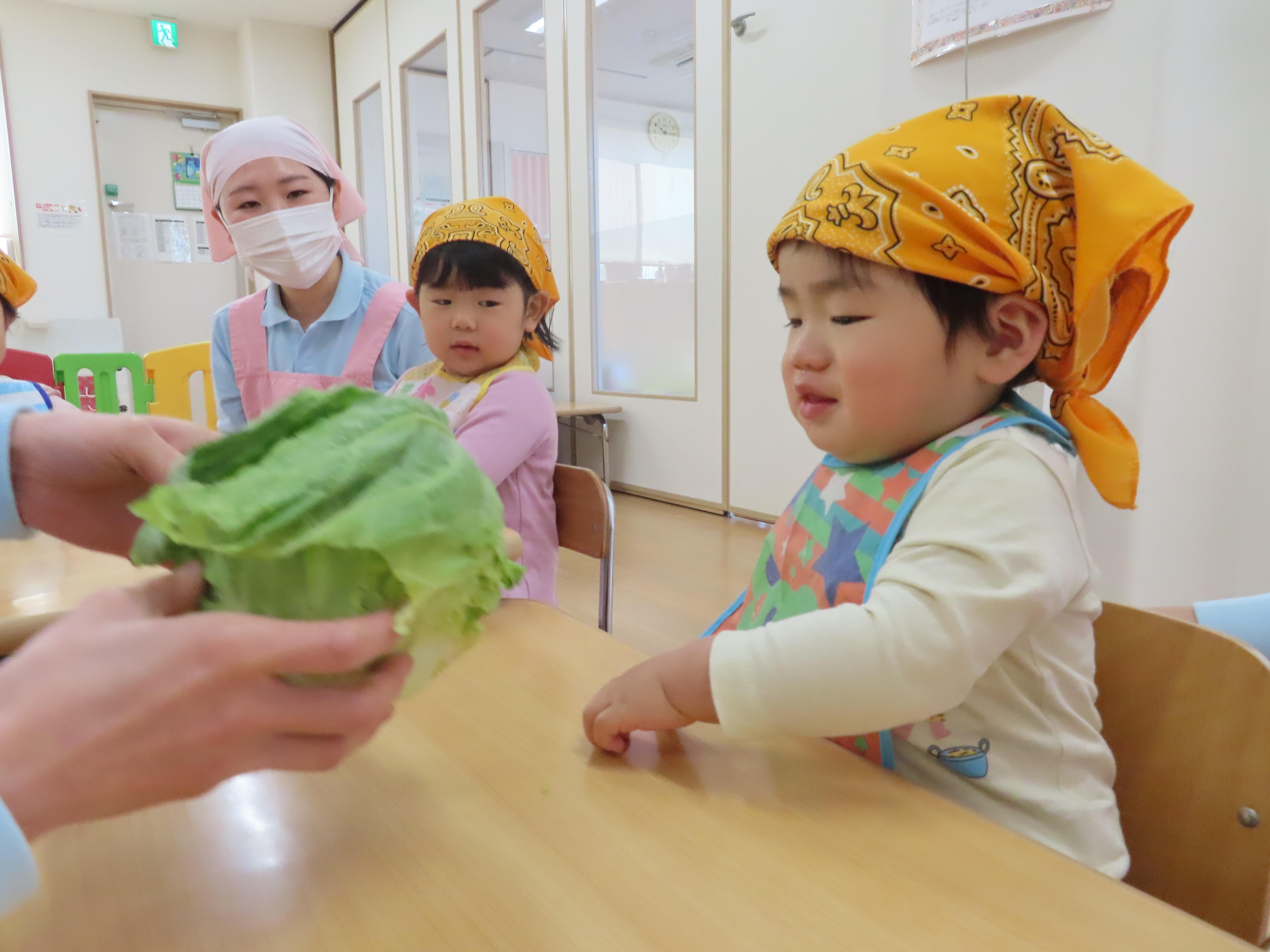 あひるぐみさんにも　春キャベツどうぞ。