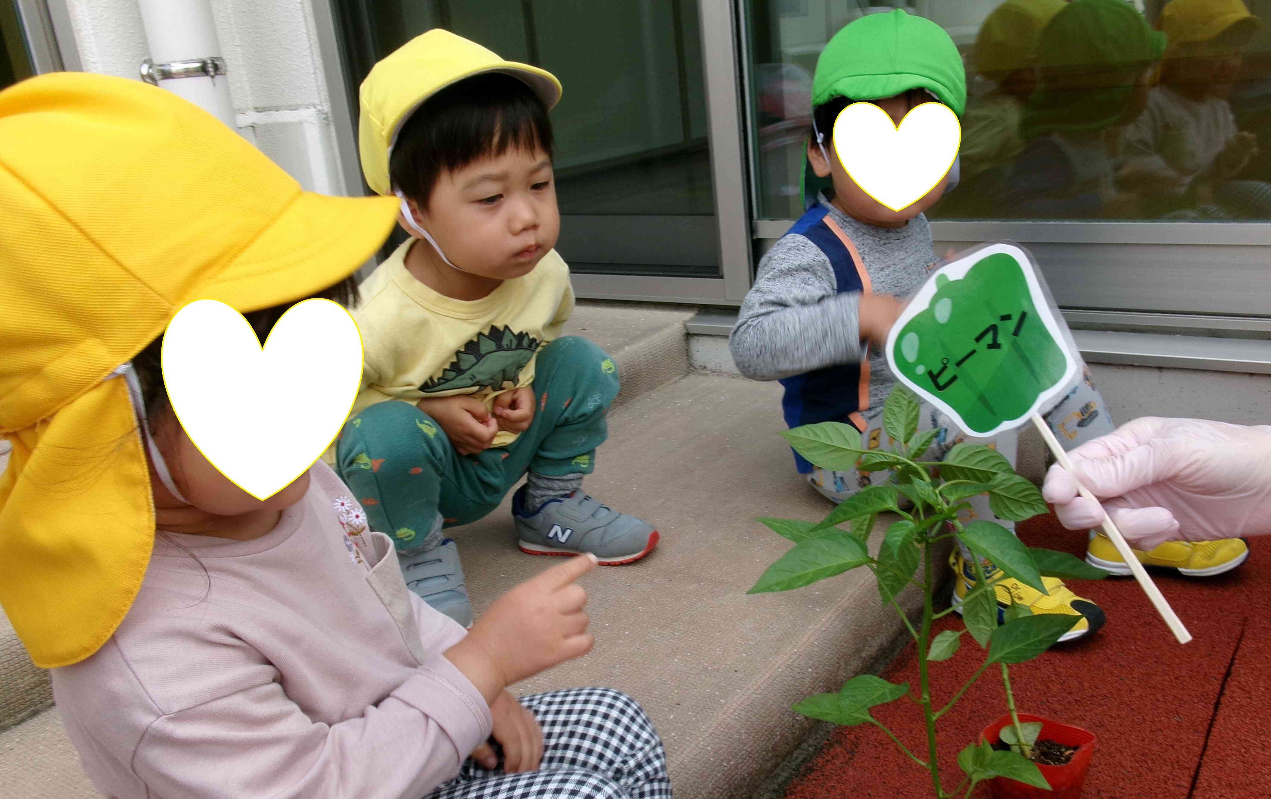 夏野菜の苗植えをしました！
