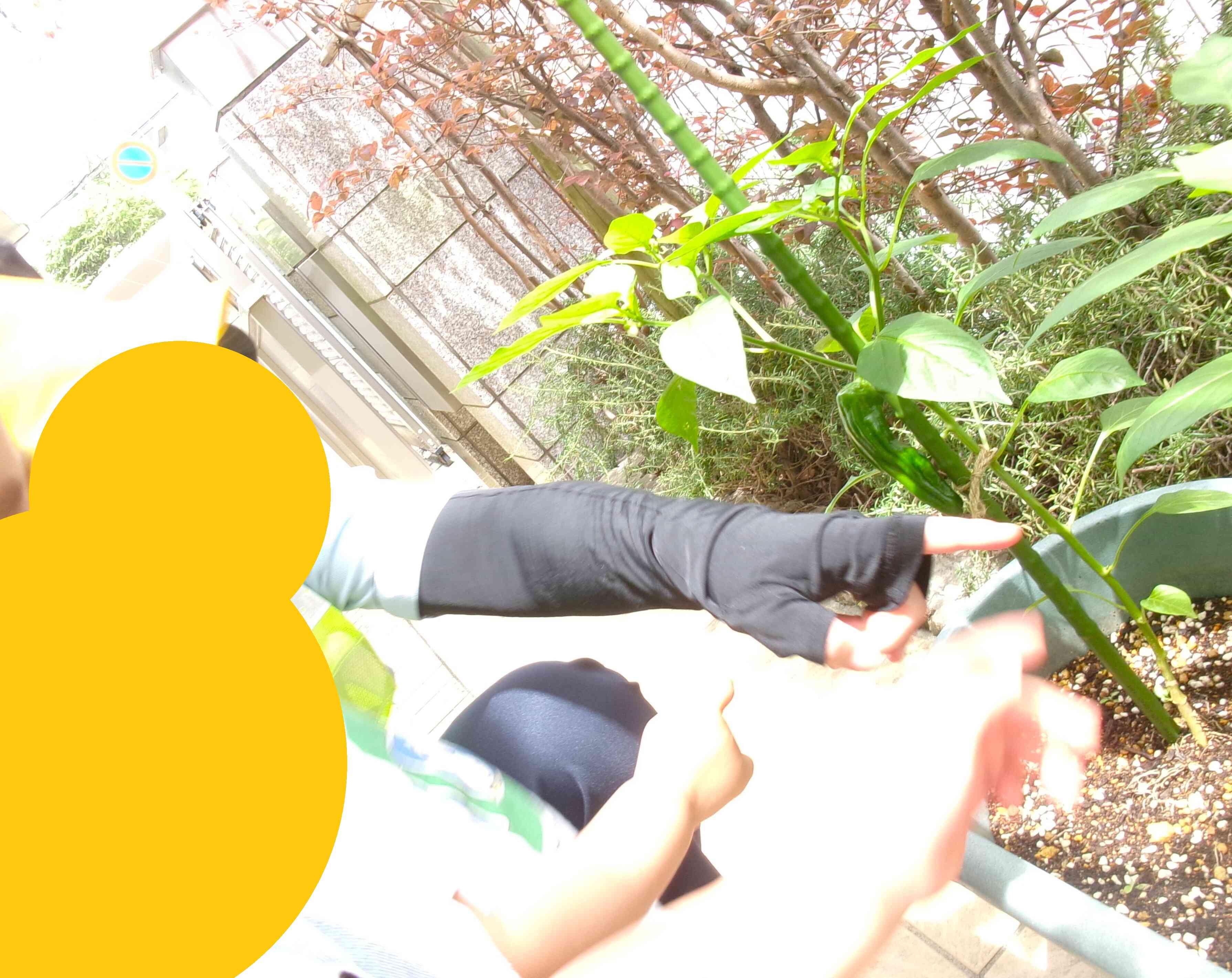 夏野菜を収穫しました！