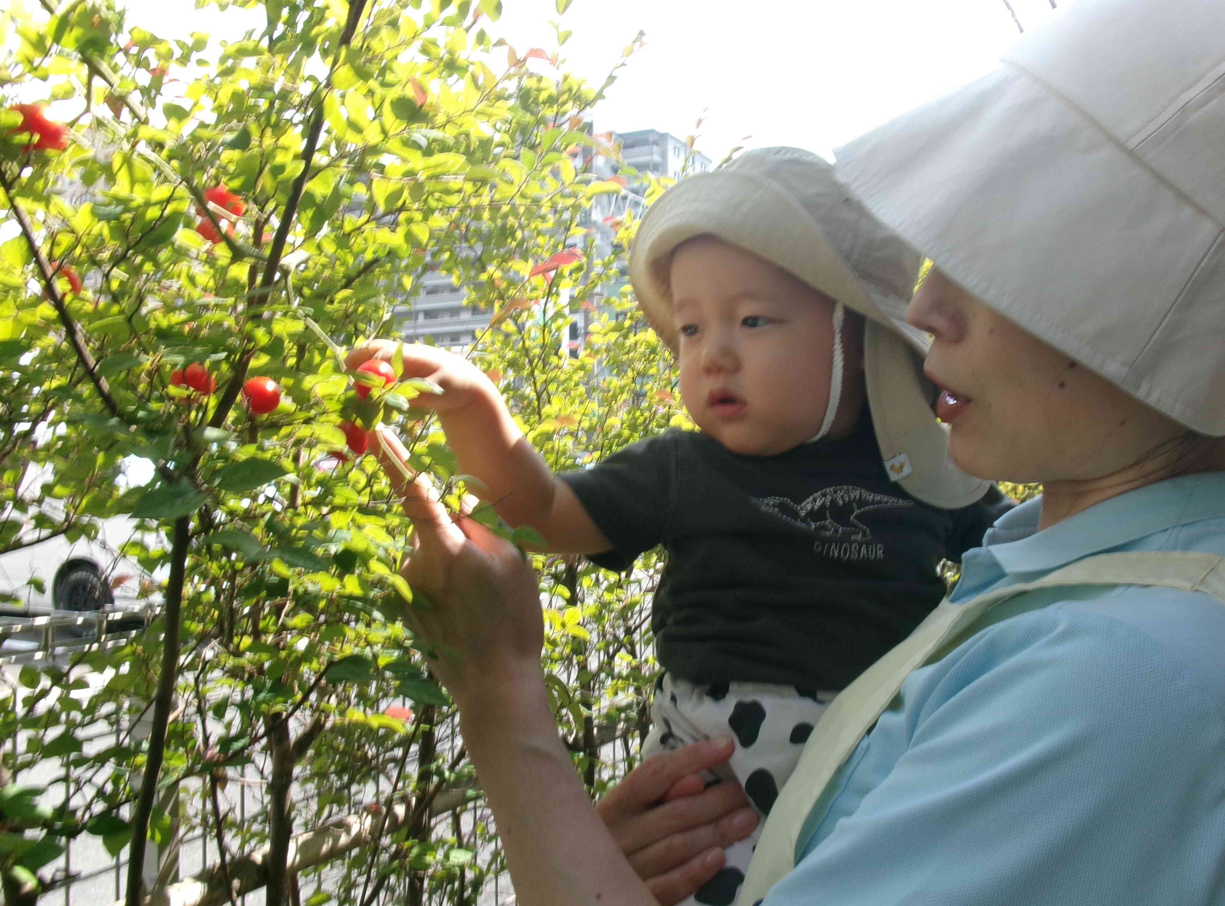 今年最後のトマト収穫！