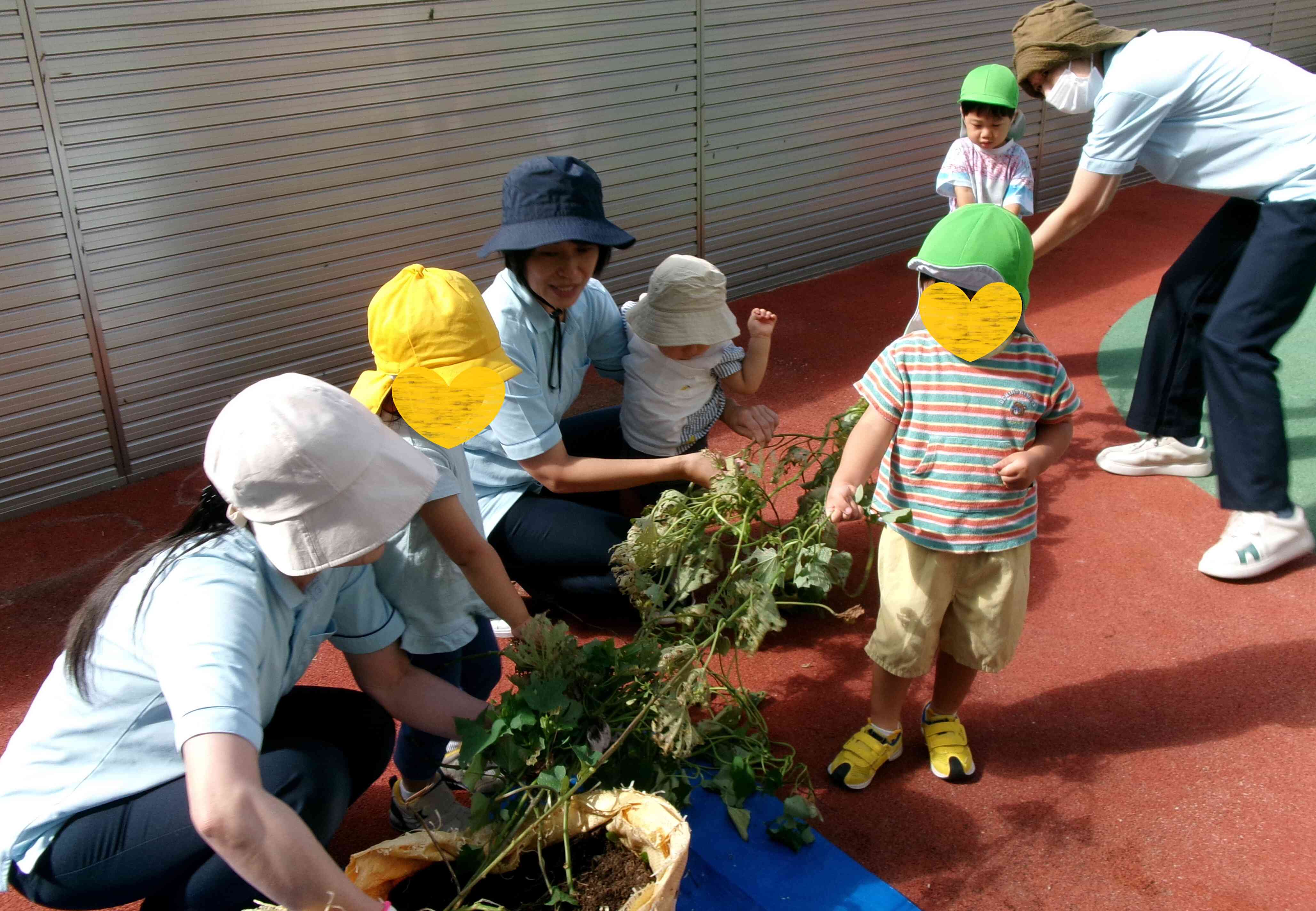 【食育】さつま芋掘りをしました！