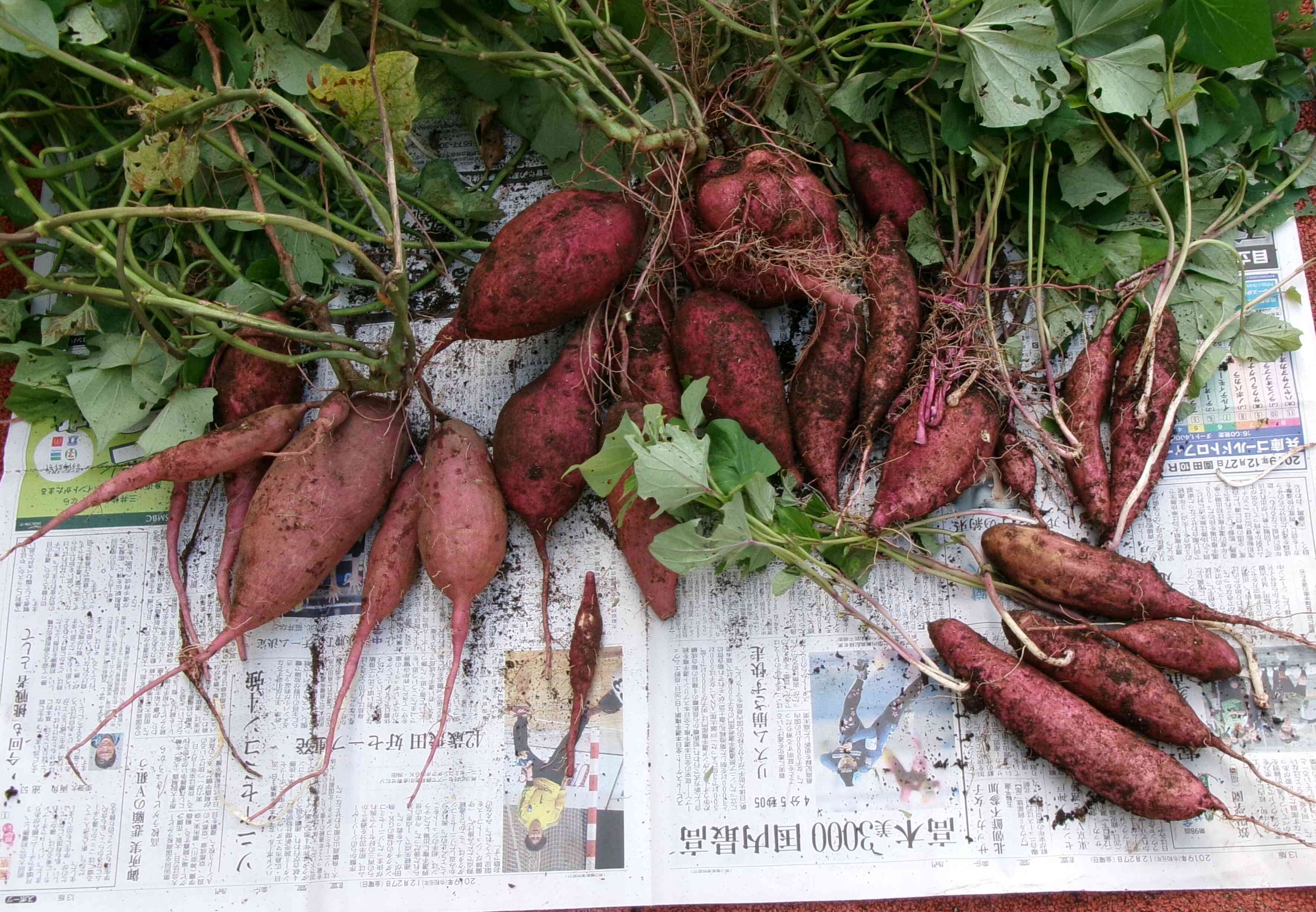 こんなにたくさん収穫できました！