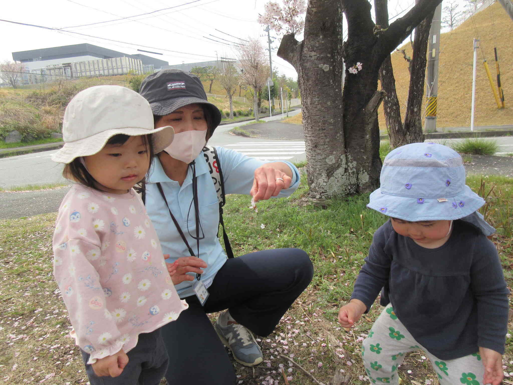 春の桜並木。桜がとてもきれいです。