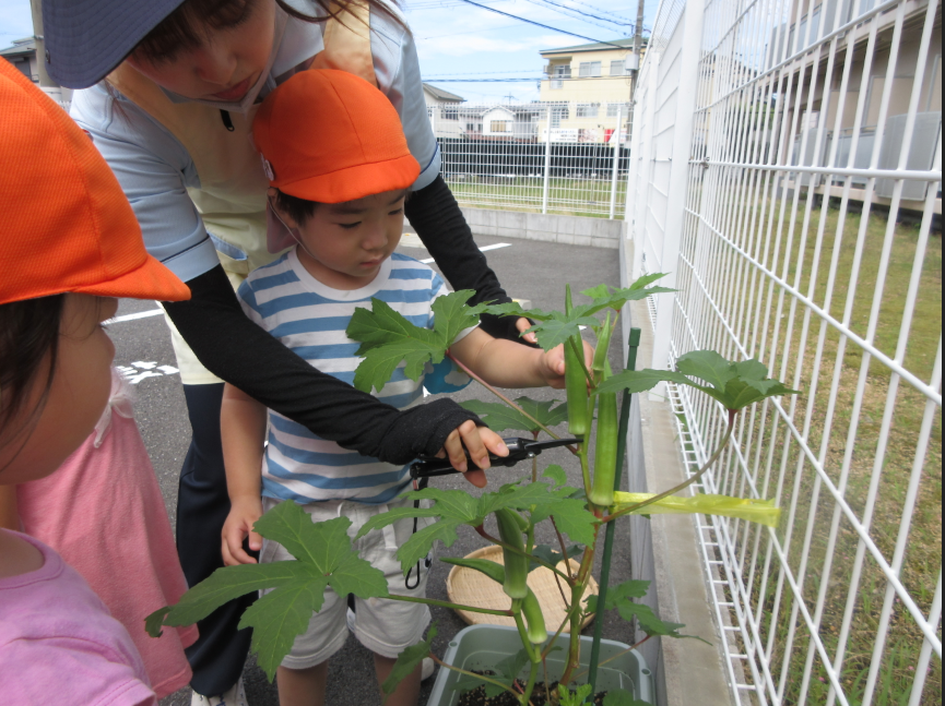 幼児のお友だちは、自分たちで育てた野菜を収穫しました！