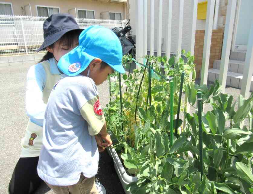 収穫楽しかったね！22日の食育もお楽しみに☆彡