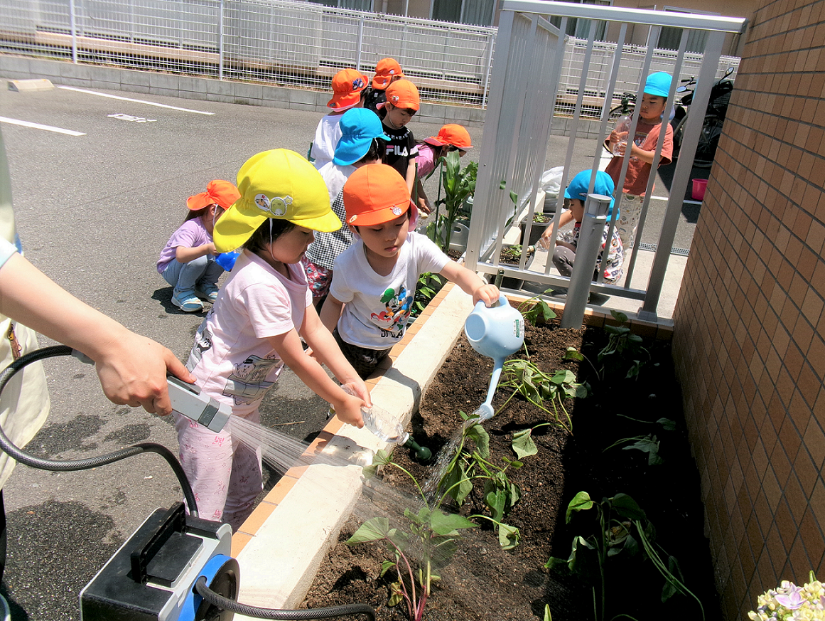 さつまいもの苗を植えたよ!