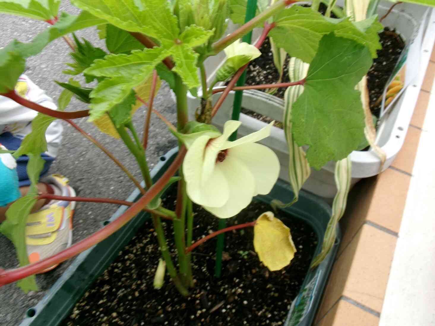 お花が咲いているのを見つけたよ☆彡