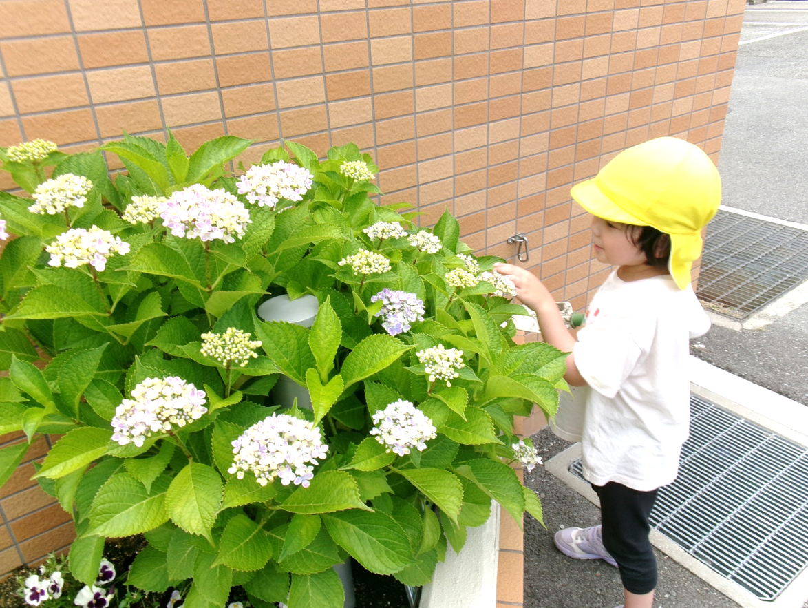 紫陽花が綺麗に咲きました♪