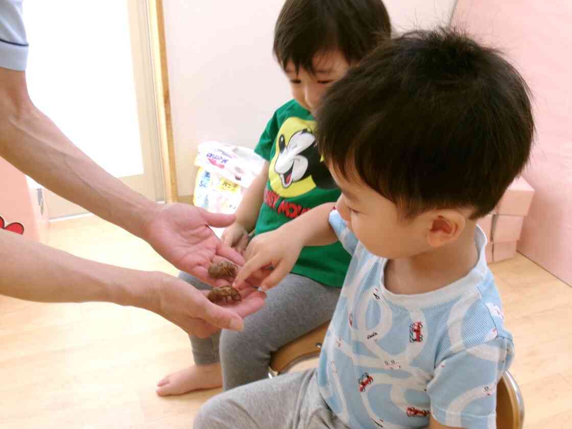 セミの抜け殻は、セミが幼虫から成虫になる際に脱ぎ捨てる殻なんだって～！！