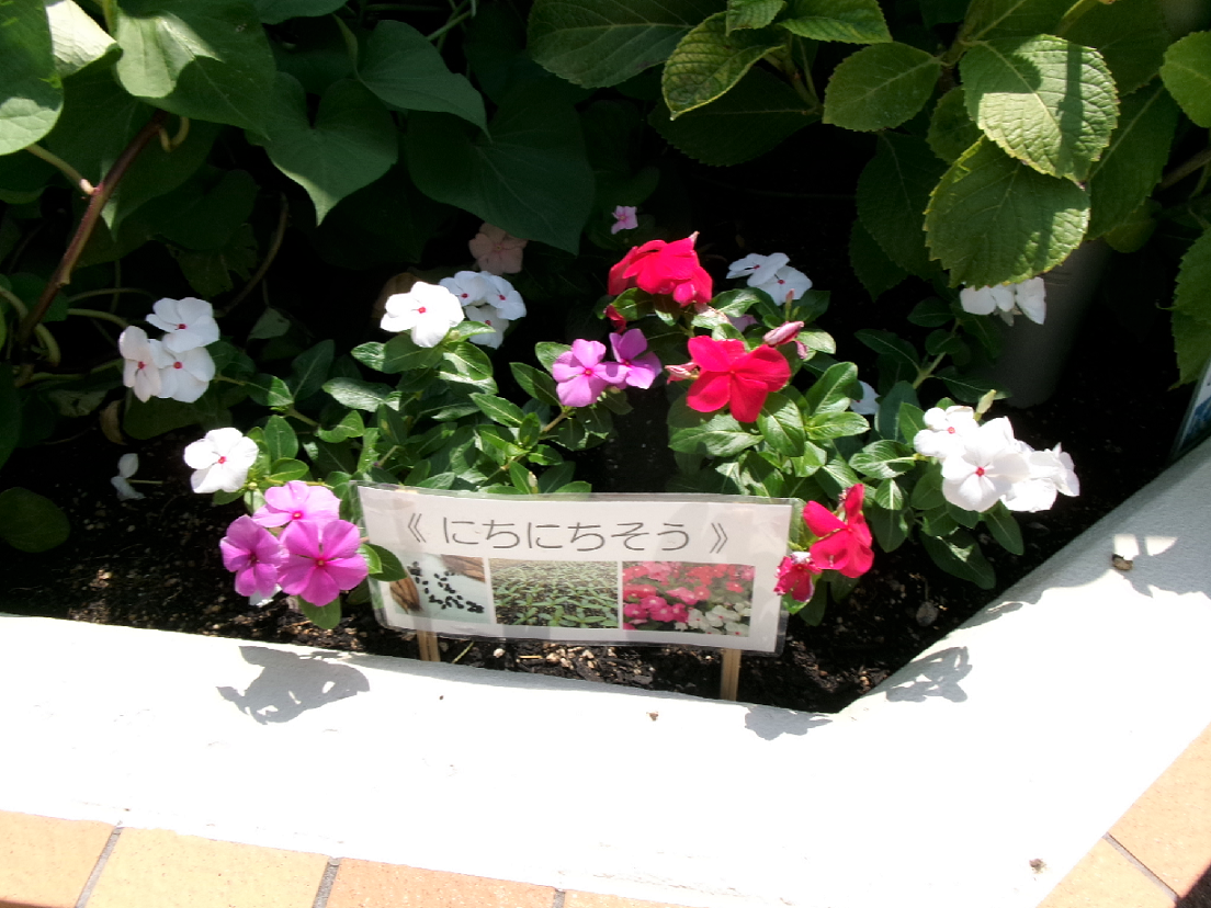 にちにちそうを植えて花壇が明るくなりました♪