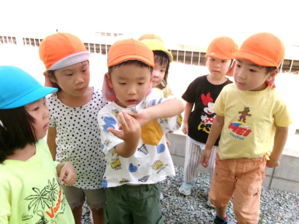 こおろぎチロチロリン♪