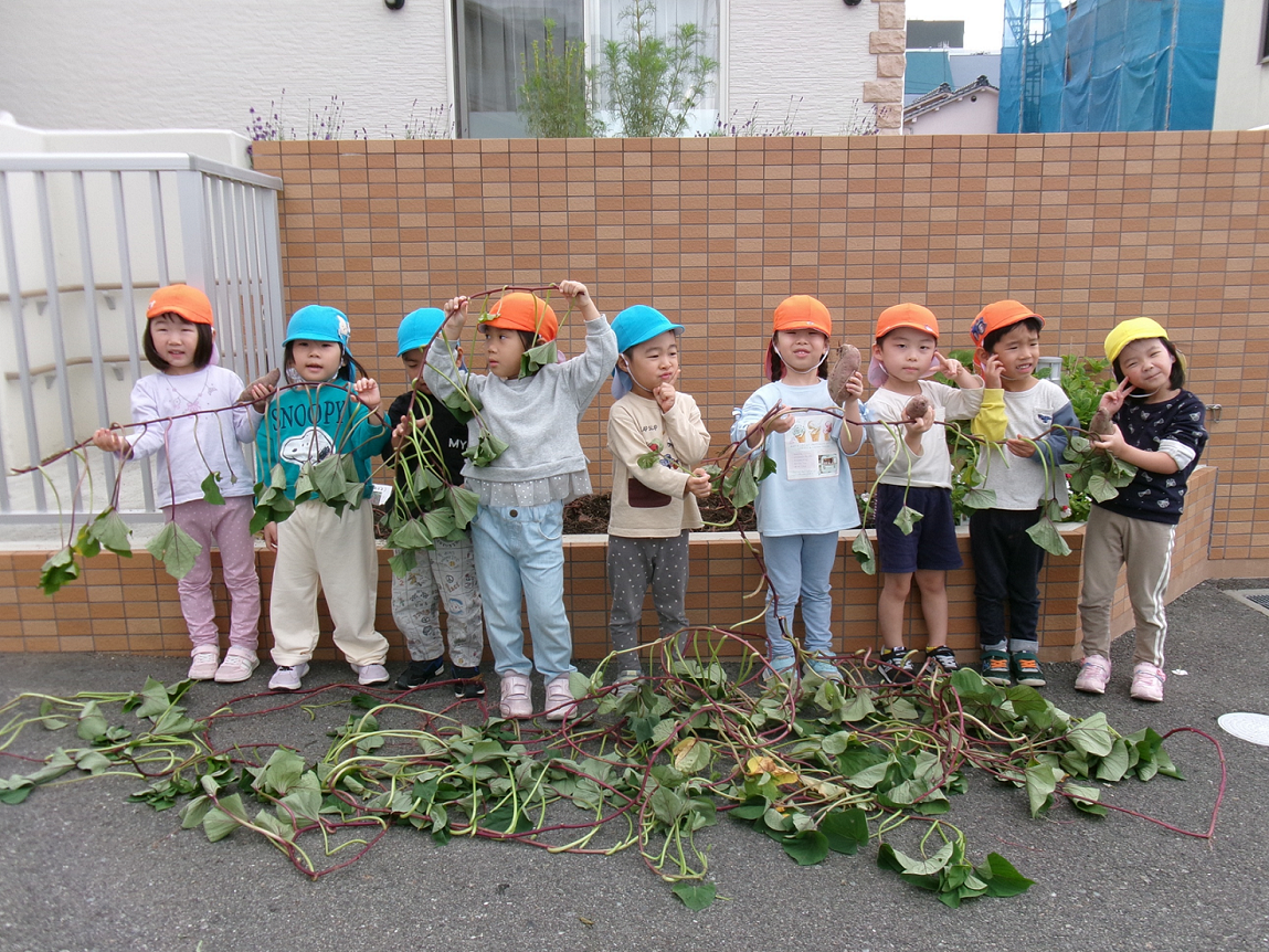 みんなでヨイショ！お芋掘り☆彡