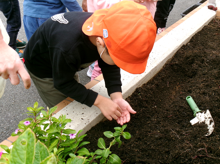 さつまいもの次は、チューリップの球根と菜の花の種を植えました☆彡