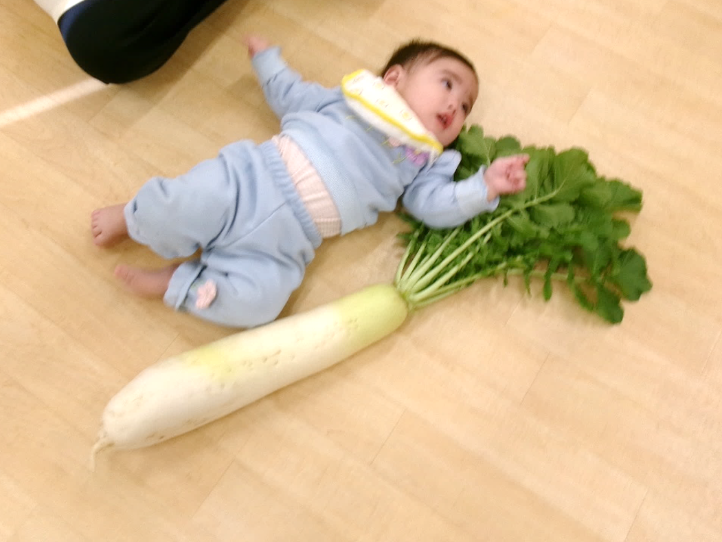 ひよこ組のお友だちと同じくらいの背丈の大根だよ！！