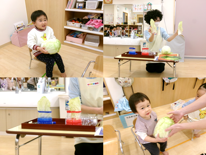 ドキドキ実験☆白菜のふしぎ体験