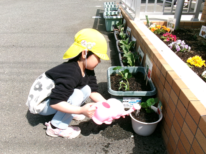 苺の苗を植えました(*^-^*)