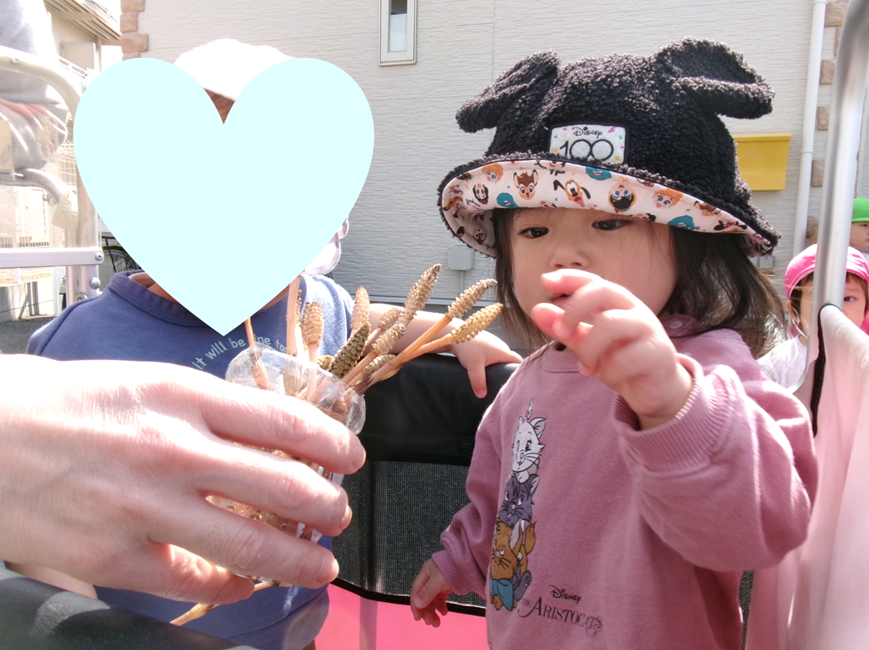 園長先生が『つくし』を持って来てくれました！ぽかぽかの春が、もうすぐやってきますね( ˶ˆ꒳ˆ˵ )