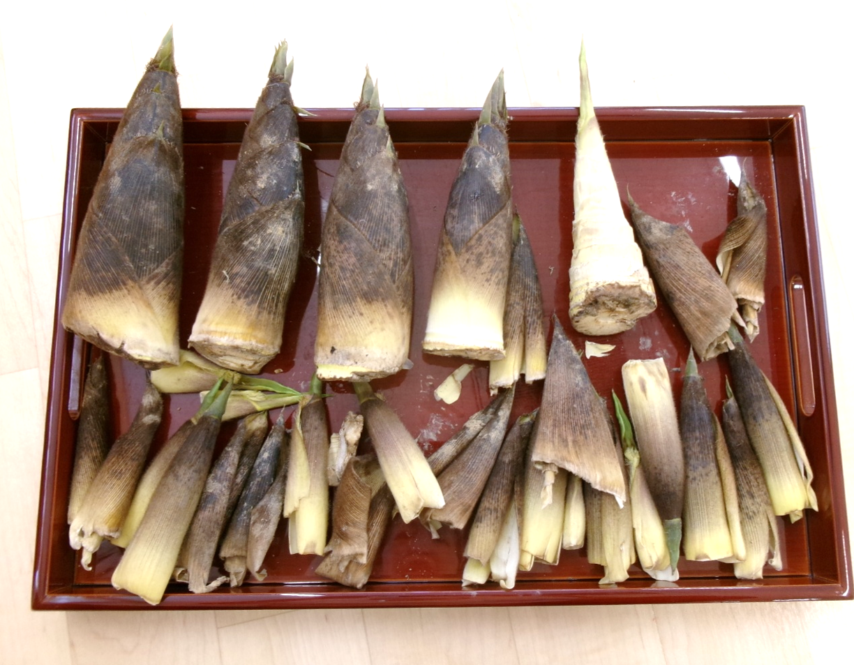実物のたけのこに触れ、形や色、質感を観察しました♪