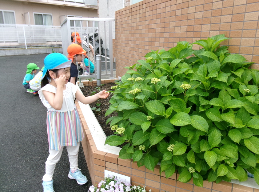 紫陽花につぼみを発見♪「もうすぐかな？」とワクワク♪ 咲くのを楽しみにしています(^^)