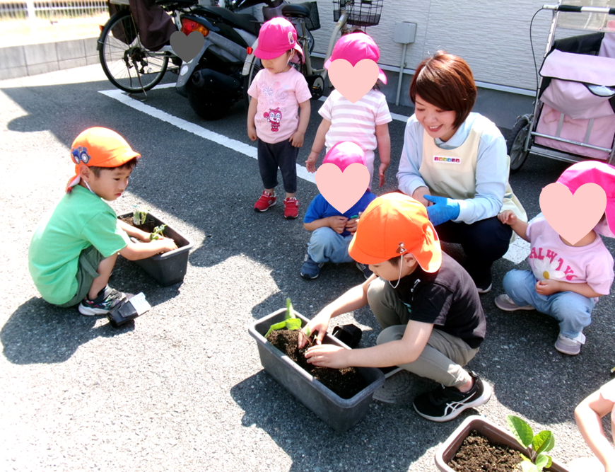 夏野菜の苗を植えましたo(｀・ω・´)o根っこが隠れるよう、そーっと土をかけました！