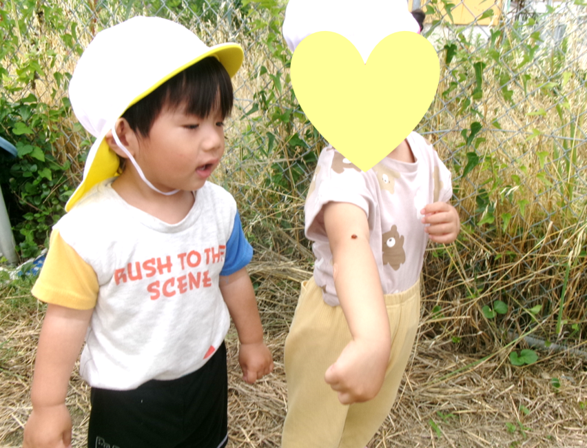 てんとう虫を見つけたよ！！ヽ(*＾ω＾*)ﾉ
