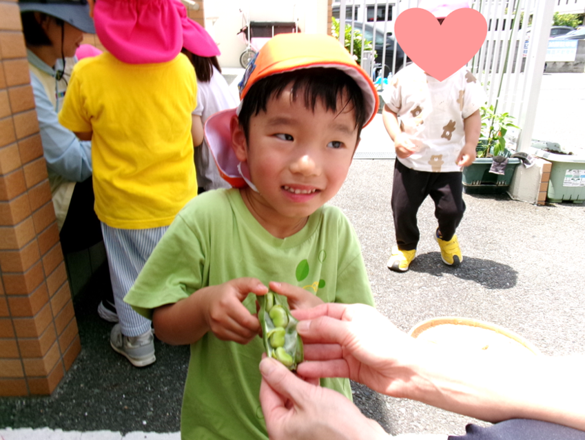 そら豆を収穫しよう!!