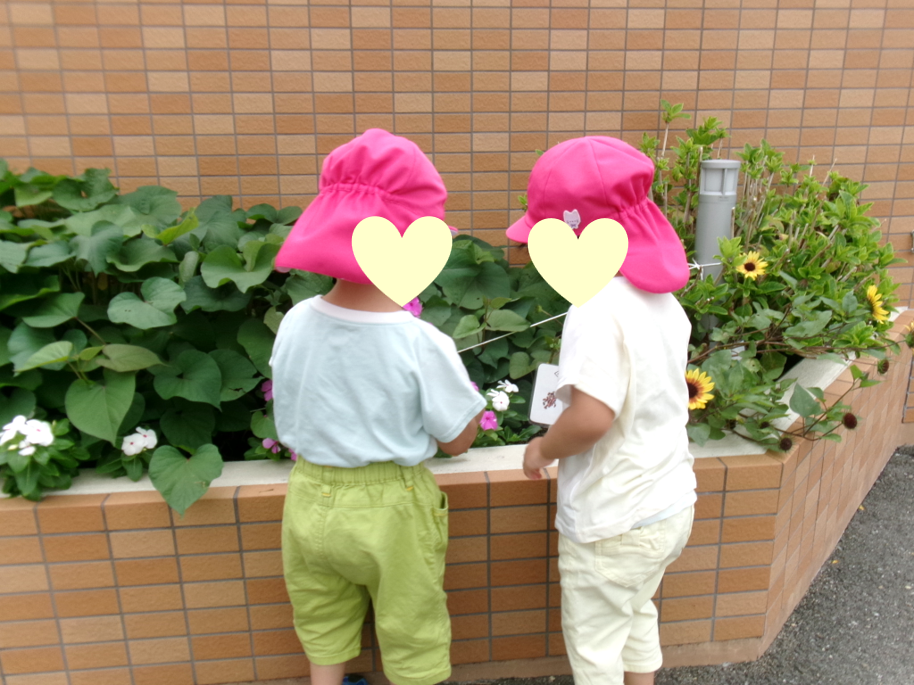 葉っぱがたくさんだね~!!さつまいも収穫も楽しみだね(*◔‿◔*)
