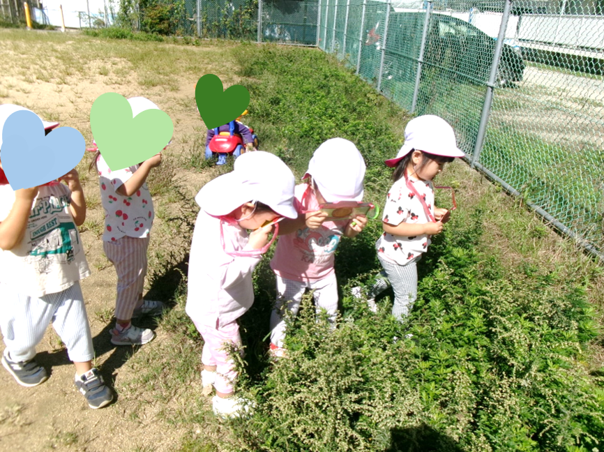 みんなで仲良く昆虫探しo(`・ω・´)o